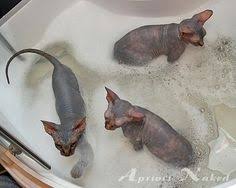 los gatos se bañan